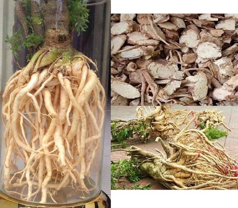 vị thuốc đinh lăng