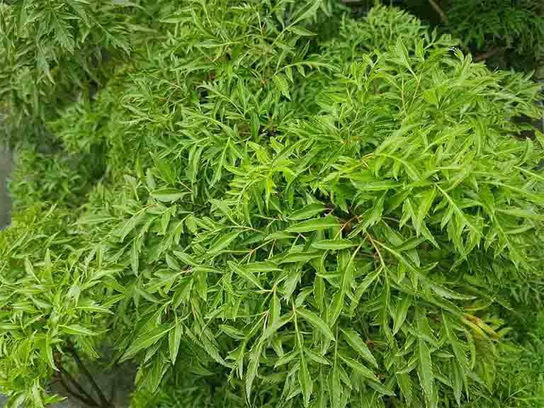 vị thuốc đinh lăng