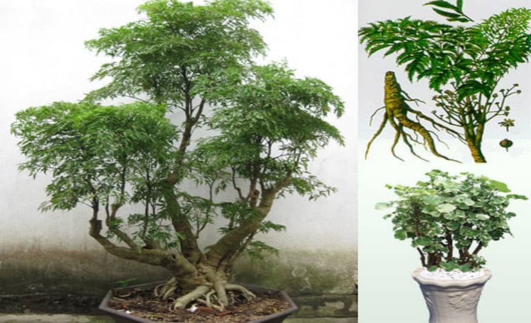 vị thuốc đinh lăng