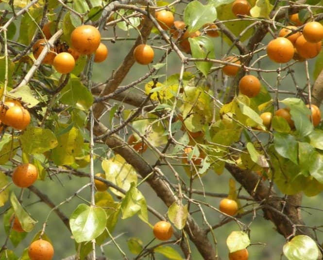 Mã tiền