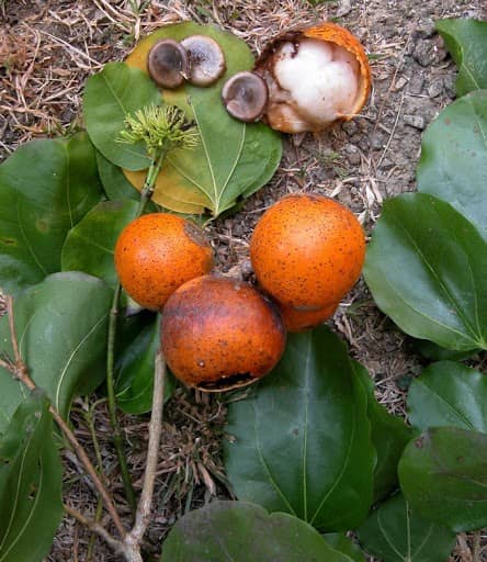 Mã tiền