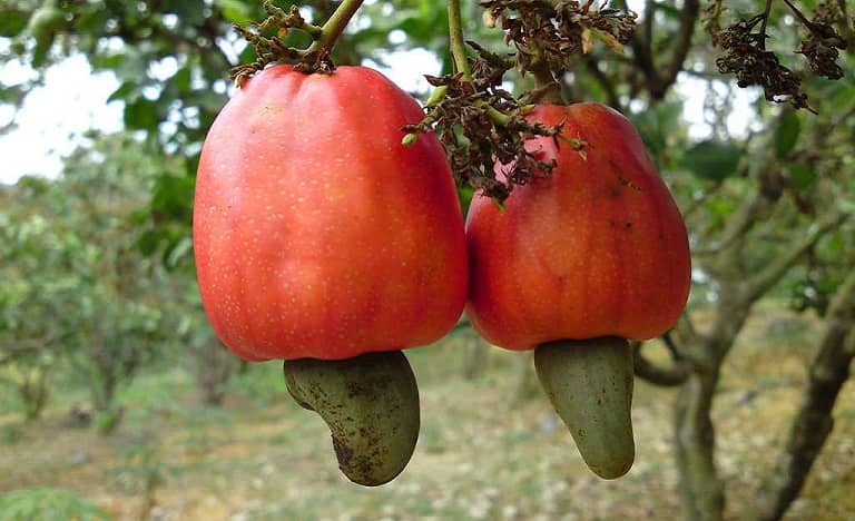 công dụng của hạt điều trái điều