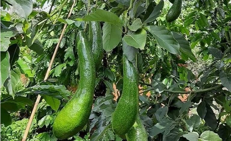 công dụng của trái bơ