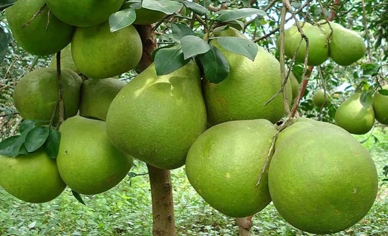 công dụng của trái bưởi