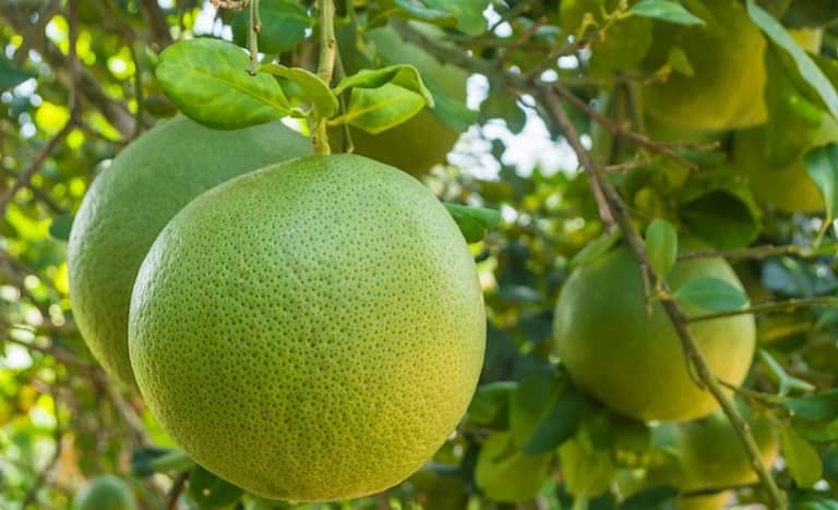 công dụng của trái bưởi