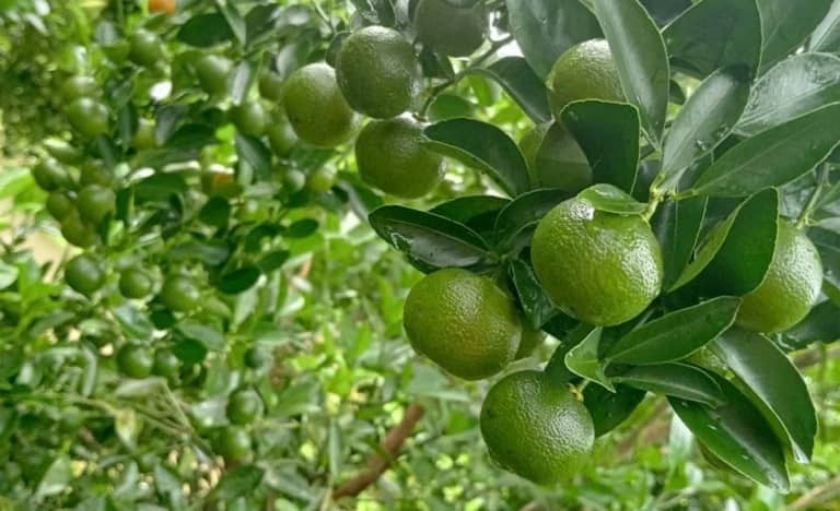 công dụng của trái tắc đối với sức khoẻ