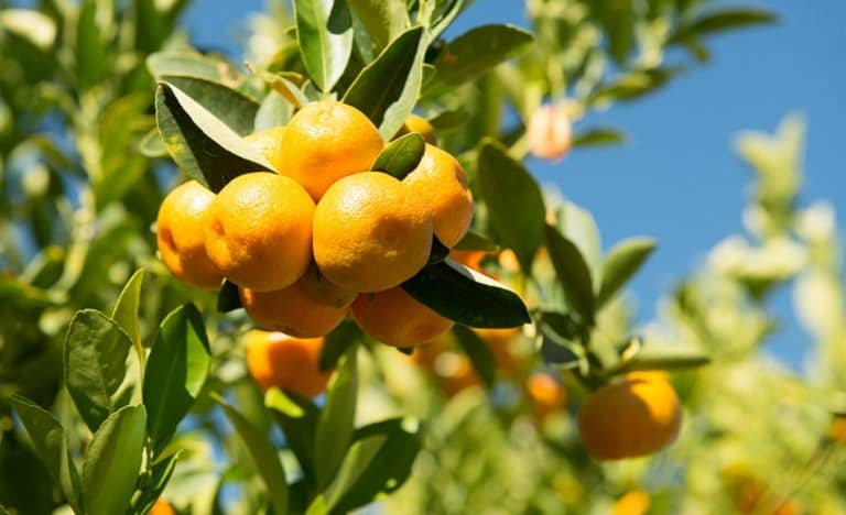 công dụng của trái tắc đối với sức khoẻ